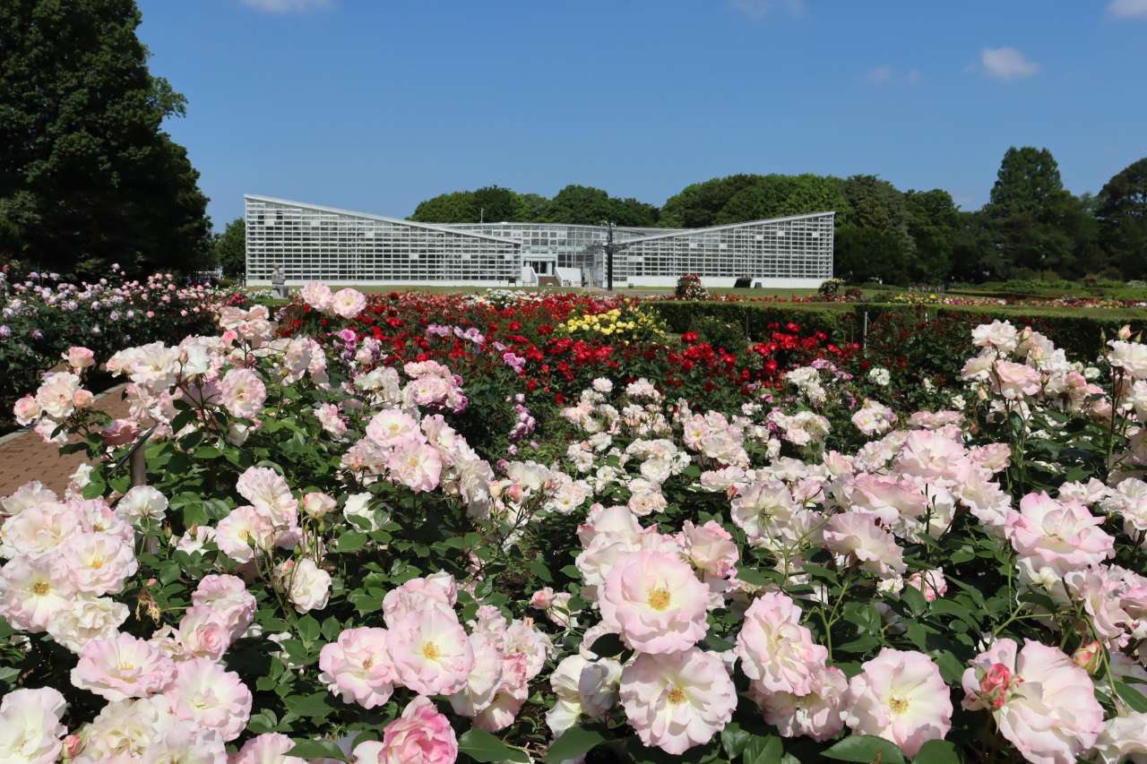 【春のバラフェスタ2026】神代植物公園は5月30日と31日のどちらへ行くべきかの公式ビジュアル。会場は神代植物公園。
