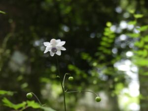 木漏れ日の林内で下向きに開いたレンゲショウマの花
