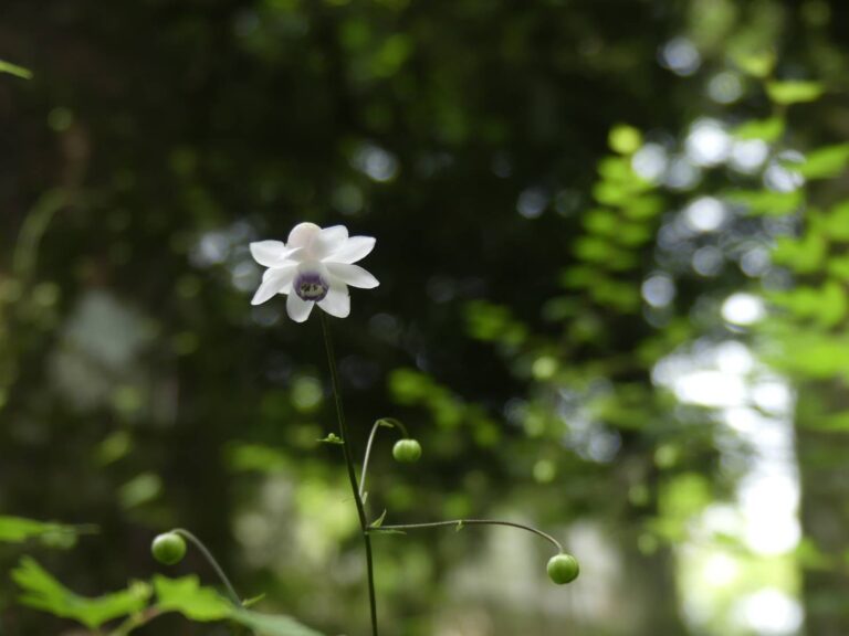 木漏れ日の林内で下向きに開いたレンゲショウマの花
