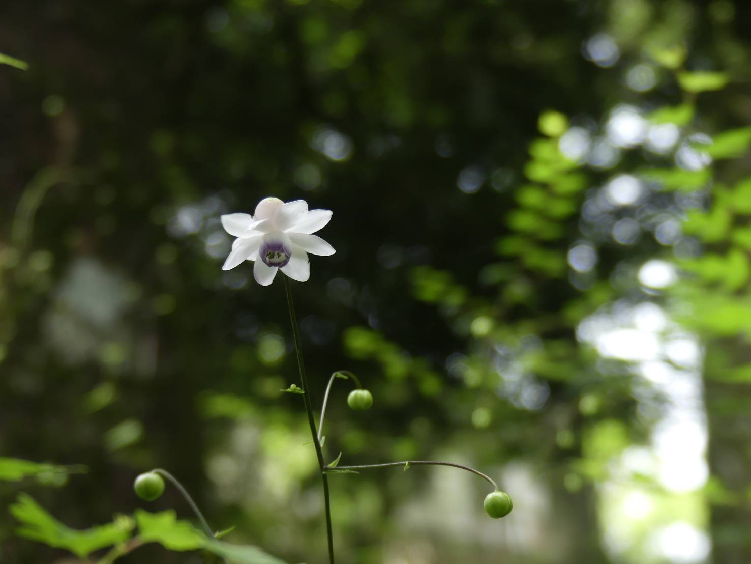 木漏れ日の林内で下向きに開いたレンゲショウマの花