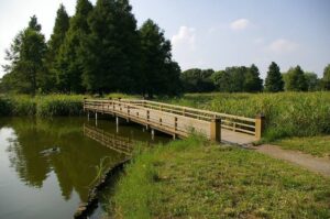 水元公園の池に架かる白木の木橋と奥に並ぶメタセコイアの林