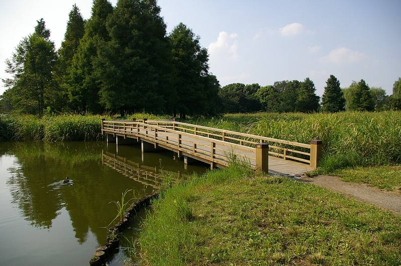 水元公園の池に架かる白木の木橋と奥に並ぶメタセコイアの林