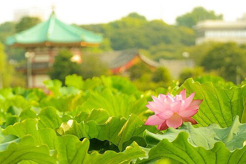 一面の大きな蓮葉の中にピンクのハスが一輪咲き、背景に不忍池辯天堂の緑青色の八角屋根がぼやけて見える