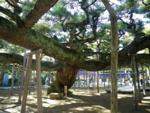 幹から水平に伸びた大枝を無数の白木の支柱が支える影向のマツ