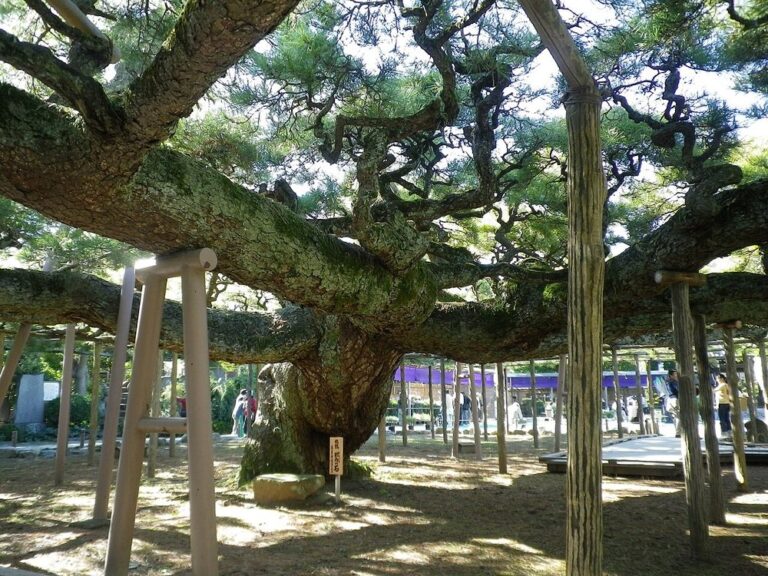 幹から水平に伸びた大枝を無数の白木の支柱が支える影向のマツ