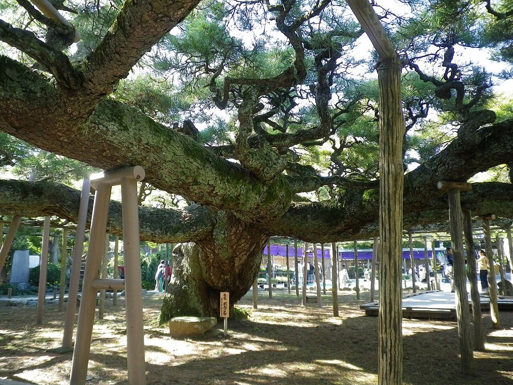 幹から水平に伸びた大枝を無数の白木の支柱が支える影向のマツ