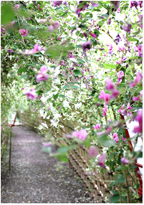 向島百花園の萩のトンネル。竹垣に沿ってピンクと白の萩が垂れ下がり、その下に細い園路が続いている