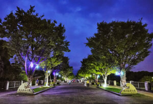 葛西臨海公園の夜の中央園路。木々と園路が青や紫の光で照らされている